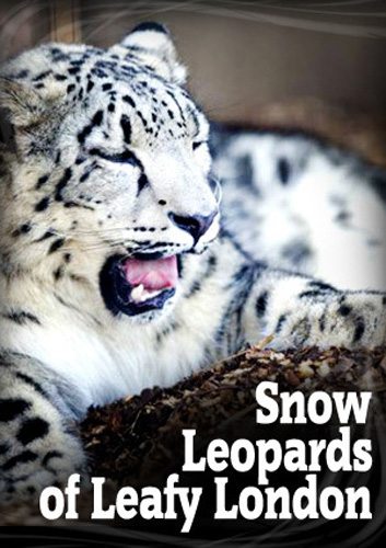 Снежный барс в зелёном Лондоне - Snow Leopards of Leafy London