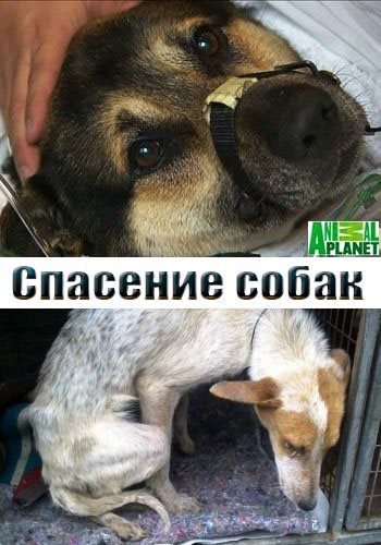 Спасение собак - The Dog Rescuers