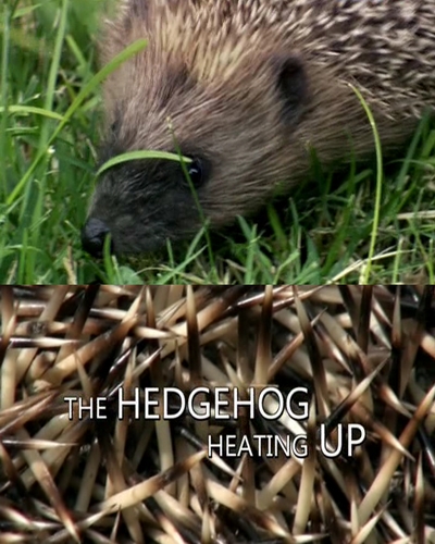        - Climate Change- A Talk with the Animals, The Hedgehog