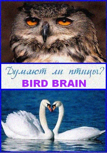   ? - Bird brain