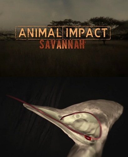  :    - Animal Impact- Savannah