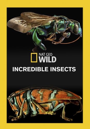   - Incredible Insects
