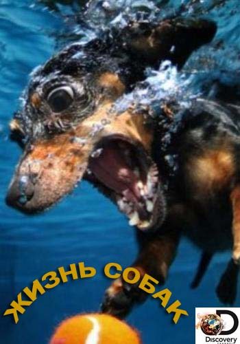 Жизнь собак - Dogs The Untold Story