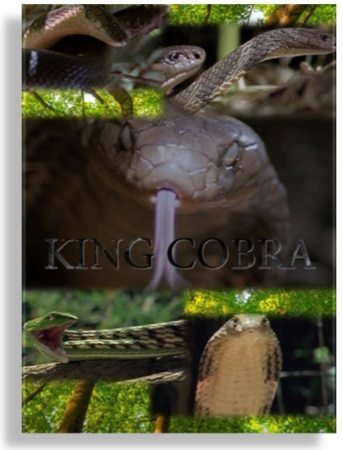   - King Cobra