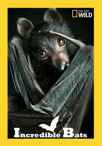 Удивительные летучие мыши - Incredible Bats