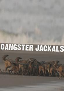 Шакалы-ганстеры - Gangster jackals