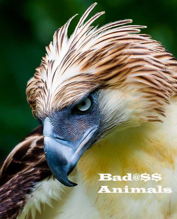 - - Badass Animals