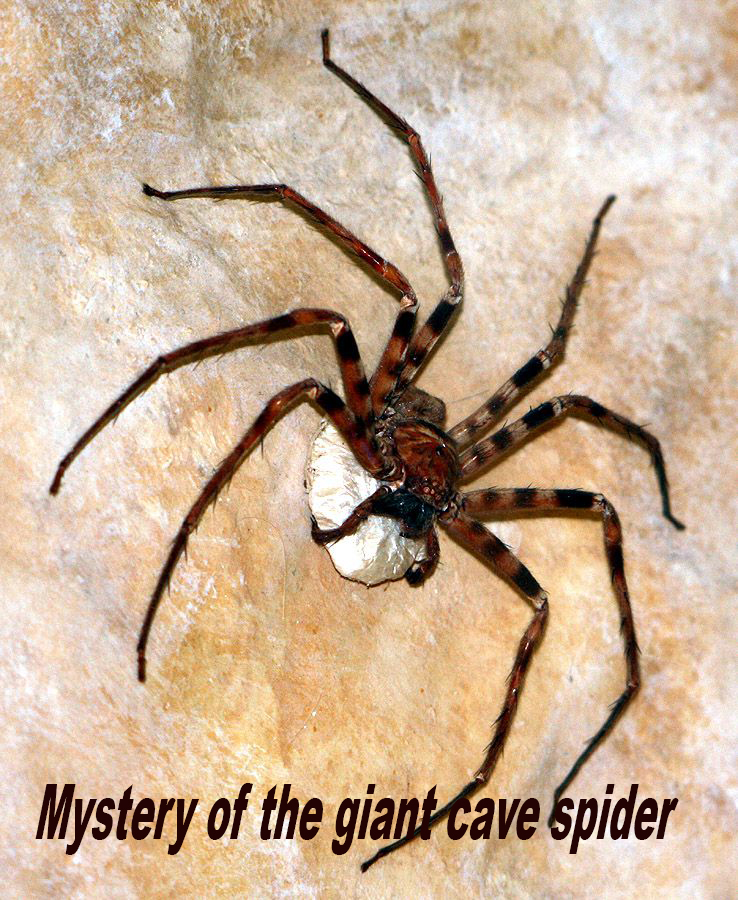 Тайна гигантского пещерного паука - Mystery of the giant cave spider