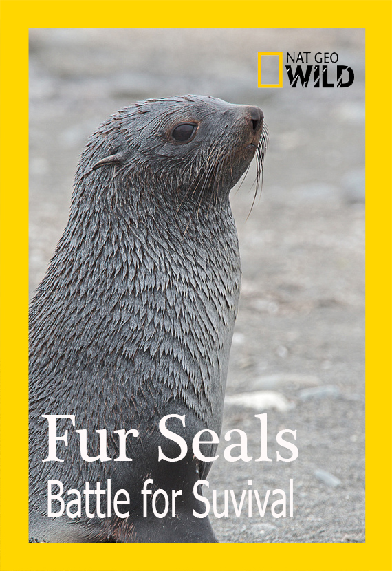 Морские котики: битва за выживание - Fur Seals. Battle for Suvival