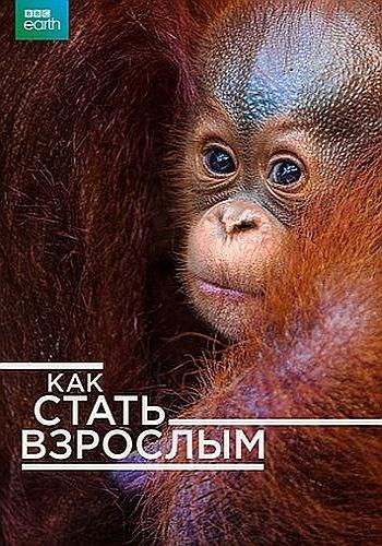 BBC. Как стать взрослым - Growing Up Wild