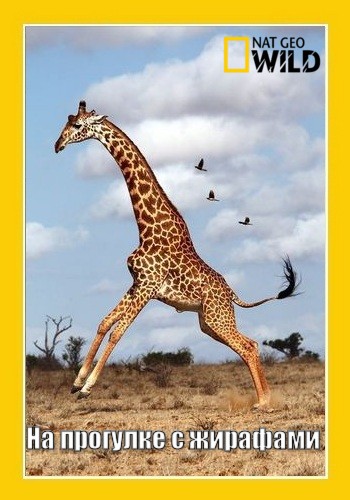 На прогулке с жирафами - Walking with Giraffes