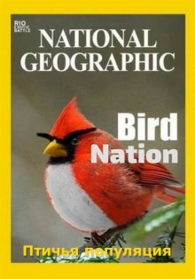Птичья популяция - Bird Nation