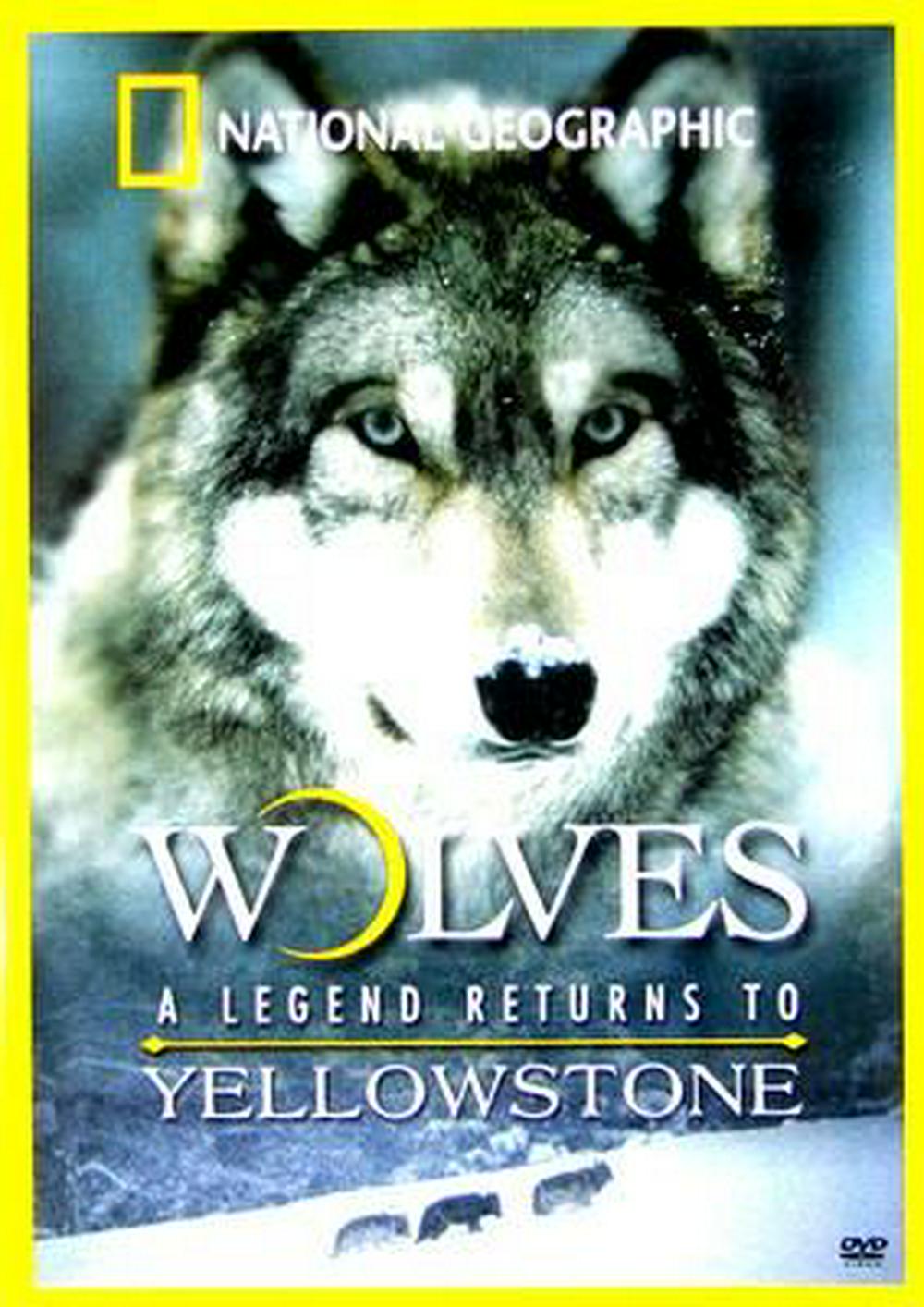 Волчья династия Йеллоустоуна - Yellowstone Wolf Dynasty