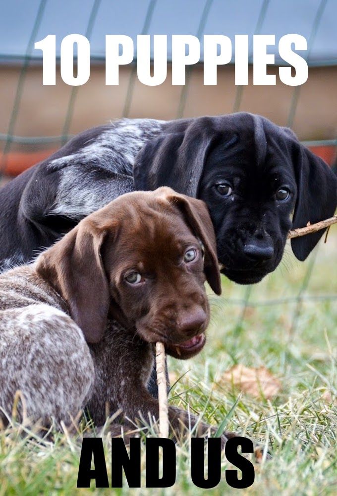 10 щенков и все остальные - Ten Puppies and Us