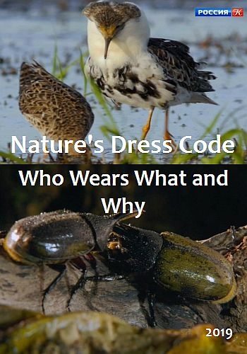 Дресс-код в дикой природе. Кто что носит и почему? - Nature°s Dress Code - Who Wears What and Why