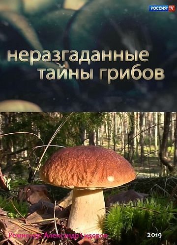 Неразгаданные тайны грибов  