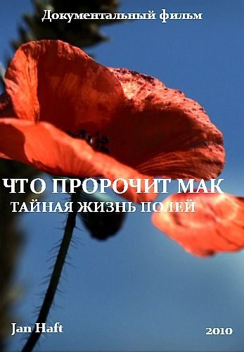 Что пророчит мак. Тайная жизнь полей - Poppy°s Promise. Secret Life in a Cornfield