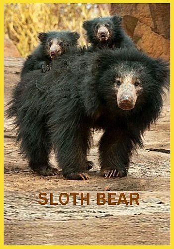 Медведи-губачи - Sloth Bear