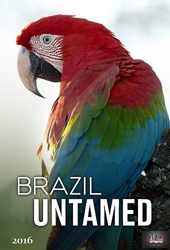 Дикая Бразилия - Brazil Untamed