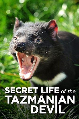 Тайная жизнь тасманийского дьявола - Secret Life Of The Tasmanian Devil