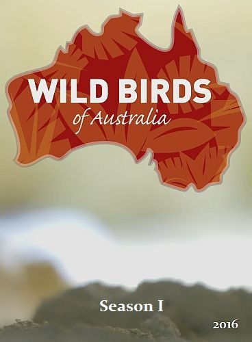 Дикие птицы Австралии - Wild Birds of Australia