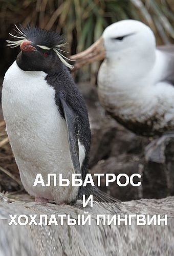 Альбатрос и хохлатый пингвин - The Albatross and the Rockhopper Penguin