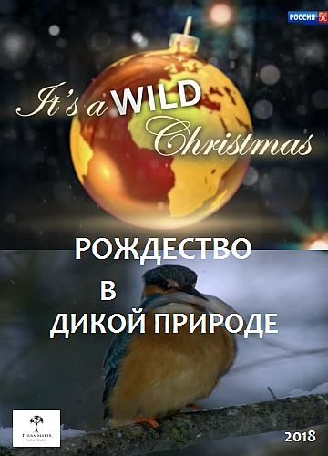 Рождество в дикой природе - ItвЂ™s a wild Christmas