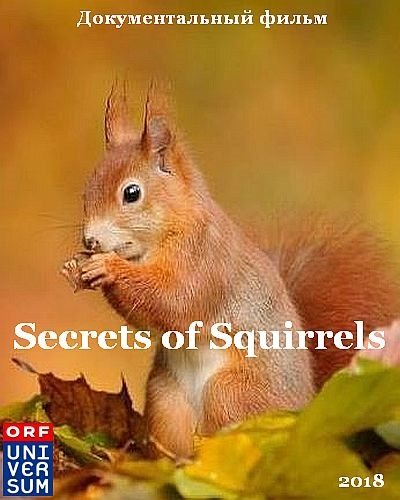 Беличьи секреты - Secrets of Squirrels