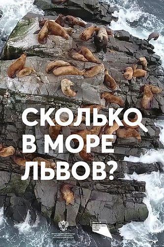 Сколько в море львов?  