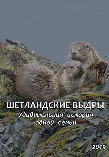 Шетландские выдры. Удивительная история одной семьи - Shetland°s Otters. The Tale of a Draatsi Family