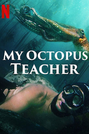 Мой учитель - осьминог - My Octopus Teacher