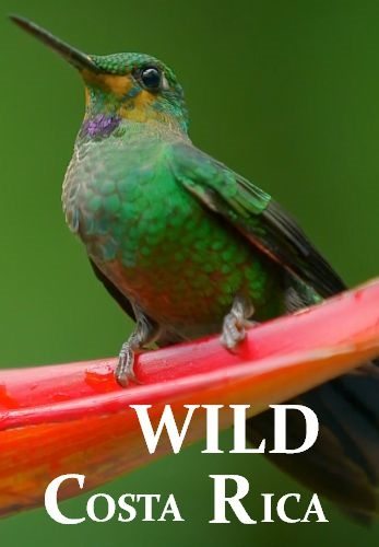 Дикая Коста-Рика - Wild Costa Rica