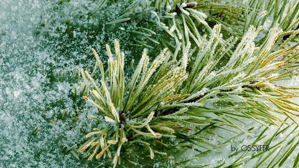 Замороженная флора - Frozen Flora