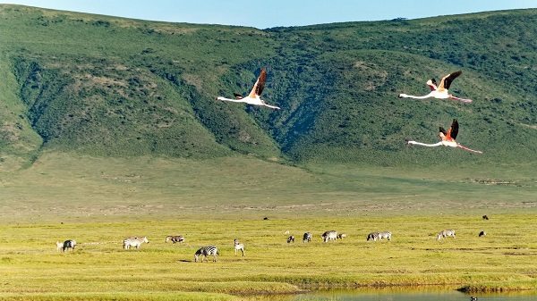 Кратер и заповедник Нгоронгоро - Ngorongoro Crater and Conservation Area