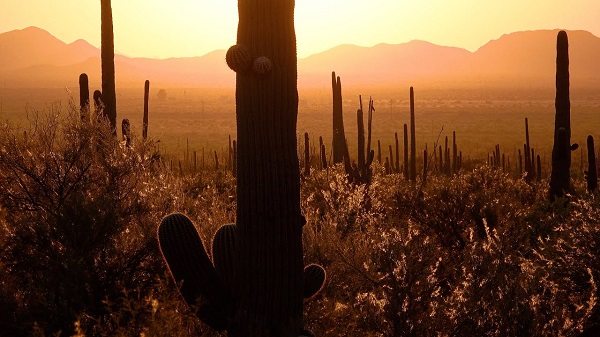 Национальный парк Сагуаро - Saguaro National Park