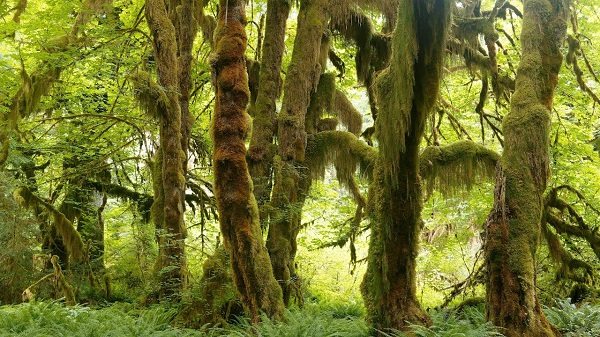 Национальный парк Олимпик - Olympic National Park