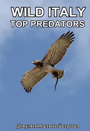 Дикая Италия. Высшие Хищники - Wild Italy- Top Predators