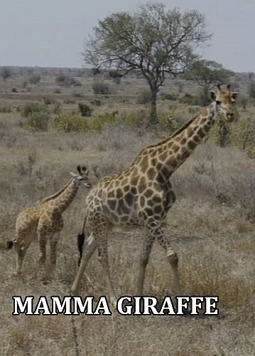 Мама-жираф - Mamma Giraffe