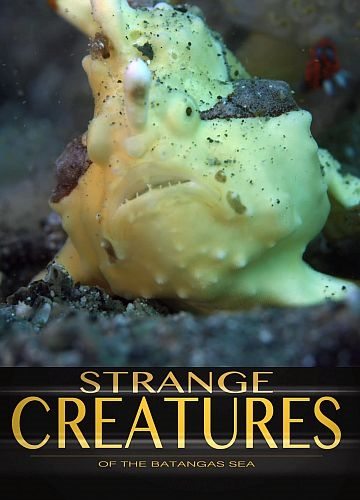 Необычные существа - Strange Creatures Of The Batangas Sea