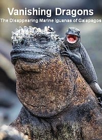 Исчезающие морские игуаны Галапагосов - Vanishing Dragons - The Disappearing Marine Iguanas of Galapagos