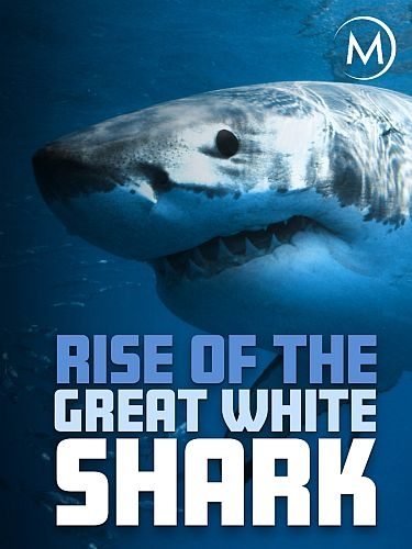 История белой акулы - Rise of the Great White Shark