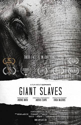 Порабощенные гиганты. Фильм о слонах - Giant Slaves - A film about Elephants