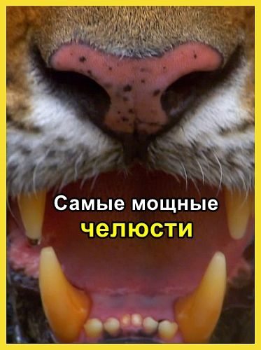 Nat Geo Wild: Самые мощные челюсти - World°s Deadliest Bite