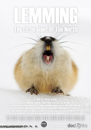 Лемминг. Маленький гигант севера - Lemming, the little giant of the North