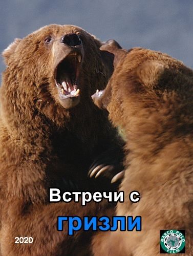 Встречи с гризли - Grizzly Encounters