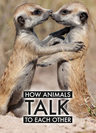   - How Animals Talk to Each Other
