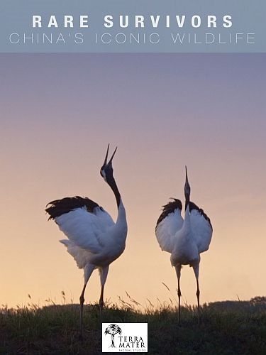 Редкие и выжившие: Культовые животные Китая - Rare Survivors вЂ“ ChinaвЂ™s iconic Wildlife