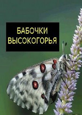 Бабочки высокогорья  