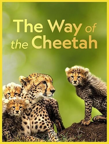 Судьба гепарда - The Way Of The Cheetah