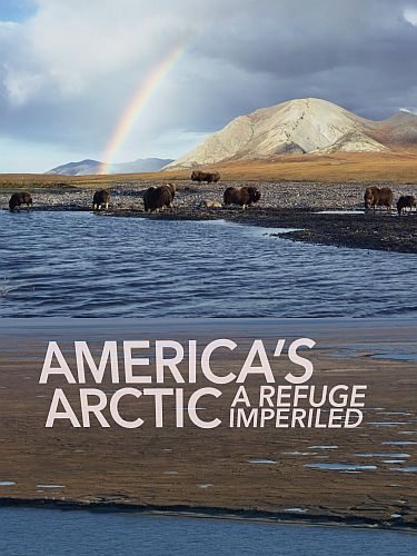 Американская Арктика - заповедные земли под угрозой - AmericaвЂ™s Arctic вЂ“ A Refuge Imperiled